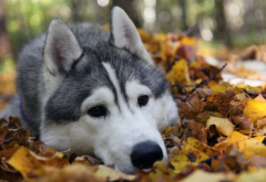 alaskan malamute, animal, leaf, autumn, snow dog, sled dog, sledge dog, dog wallpaper