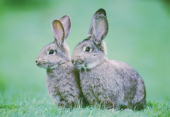rabbit, animals, nature, hare, grass wallpaper