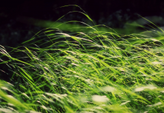 grass, nature, macro, wind wallpaper