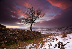 snow, tree, winter, clouds, sunset, nature, landscape wallpaper