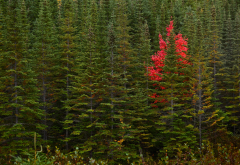 newfoundland, canada, forest, tree, pine, autumn, nature wallpaper