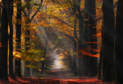 autumn, leaf, alley, nature, path, sun rays, netherlands, tree, sunlight, forest, leaves wallpaper