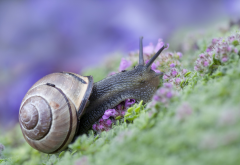 animals, macro, snail wallpaper