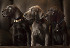great sane, dog, puppies, trio, animals wallpaper