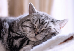 sleeping cat, cat, rest, animals wallpaper