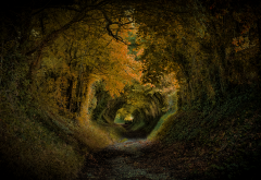 fall, road, autumn, alley, tunnel, nature wallpaper