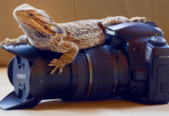 Canon EOS 20D, animals, reptiles, lizards, skin, cameras, lenses, Canon, closeups, photography wallpaper