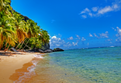 dominican republic, beach, palm tree, tropical, ocean, fronton beach wallpaper