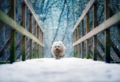 havanese, bichon, dog, bridge, snow, winter, animals wallpaper