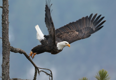bald eagle, bird, takeoff, tree, animals wallpaper