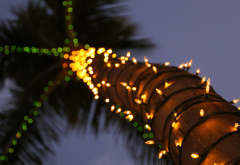 palm, trunk, lights, tropical, christmas, new year wallpaper