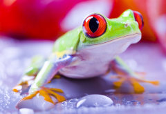 red-eyed tree frog, frog, animals, eyes wallpaper