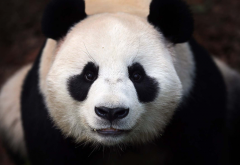 panda, animals wallpaper