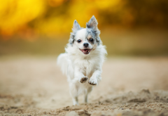 chihuahua, dog, running, snimals wallpaper