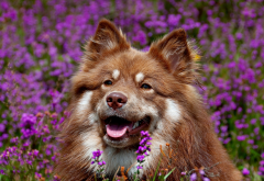 finnish laphund, dog, muzzle, flowers, animals wallpaper