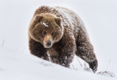 bears, snow, winter, animals wallpaper