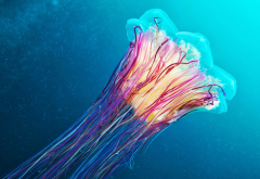 jellyfish, underwater, animals, lions mane jellyfish, giant jellyfish, hair jelly, cyanea capillata wallpaper