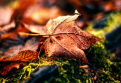 macro, fading away, leaf, autumn wallpaper