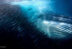 whale, shoal of fish, flock, underwater, sea, animals wallpaper