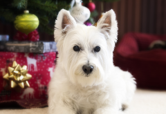 west highland white terrier, dog, animals, westy, westie wallpaper