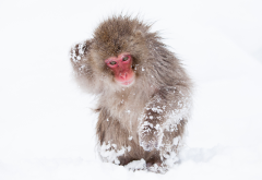 monkey, animals, snow, winter, japanese macaque, snow monkey, nihonzaru wallpaper