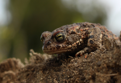 epidalea calamita, natterjack toad, amphibian, toad, macro, animals,  wallpaper