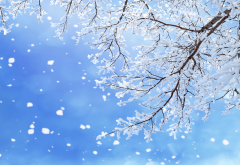 winter, snow, nature, tree, branch, nature wallpaper