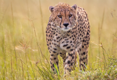 cheetah, wild cat, animals wallpaper