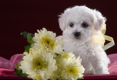 bichon frise, puppy, dog cute, chrysanthemum, flowers, animals wallpaper