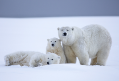 polar bear, bear, snow, winter, family wallpaper