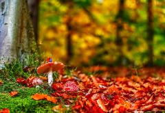 edible mushroom, forest, mushroom, autumn, tree, leaf wallpaper