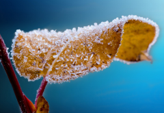 frost, leaf, leaves, ice, macro, nature wallpaper