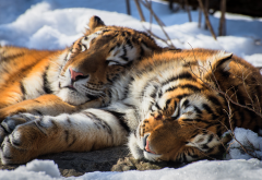 siberian tiger, animals, snow, winter wallpaper