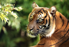 sumatran tiger, tiger, animals, predator, snout wallpaper