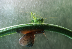 rain, raining, grass, snail, grasshopper, animals wallpaper