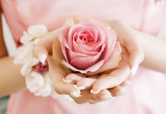 flowers, rose, hands, pink rose, bud, petals wallpaper