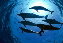 dolphin, underwater, sea, water, animals, nature, sunlight wallpaper