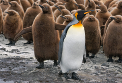 king penguin, chick, penguin, bird, animals wallpaper