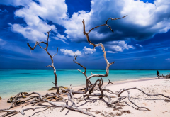 cuba, beach, sand, tropical, sea, ocean, sky, turquoise, caribbean, clouds, dead tree, landscape, nature wallpaper