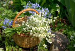 basket, flowers, lily of the valley, periwinkle, nature wallpaper