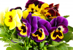 flowers, pansies, wild pansy, viola tricolor, heartsease, hearts ease, hearts delight, tickle-my-fancy, jack-jump-up-and-kiss-me, come-and-cuddle-me, three faces in a hood, or love-in-idleness, nature wallpaper