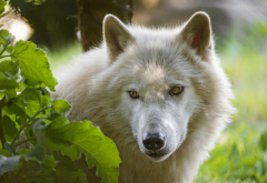 arctic wolf, wolf, animals, melville island wolf wallpaper