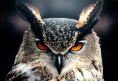 owl, bird, animals wallpaper