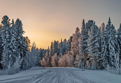 winter, tree, snow, nature, road, forest wallpaper
