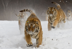 siberian tiger, running, animals, big cat, winter, snow, tiger wallpaper