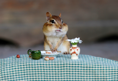 chipmunk, animals, breakfast, nuts, fun wallpaper