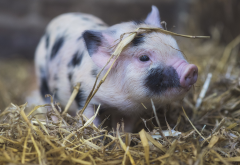 pig, animals, piggy, piglet wallpaper
