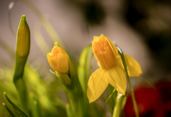 daffodils, bud, sprong, macro, bokeh, flowers, nature wallpaper