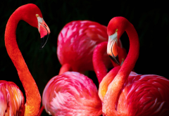 flamingo, bird, animals wallpaper