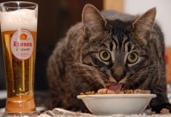 cat, animals, food, beer wallpaper